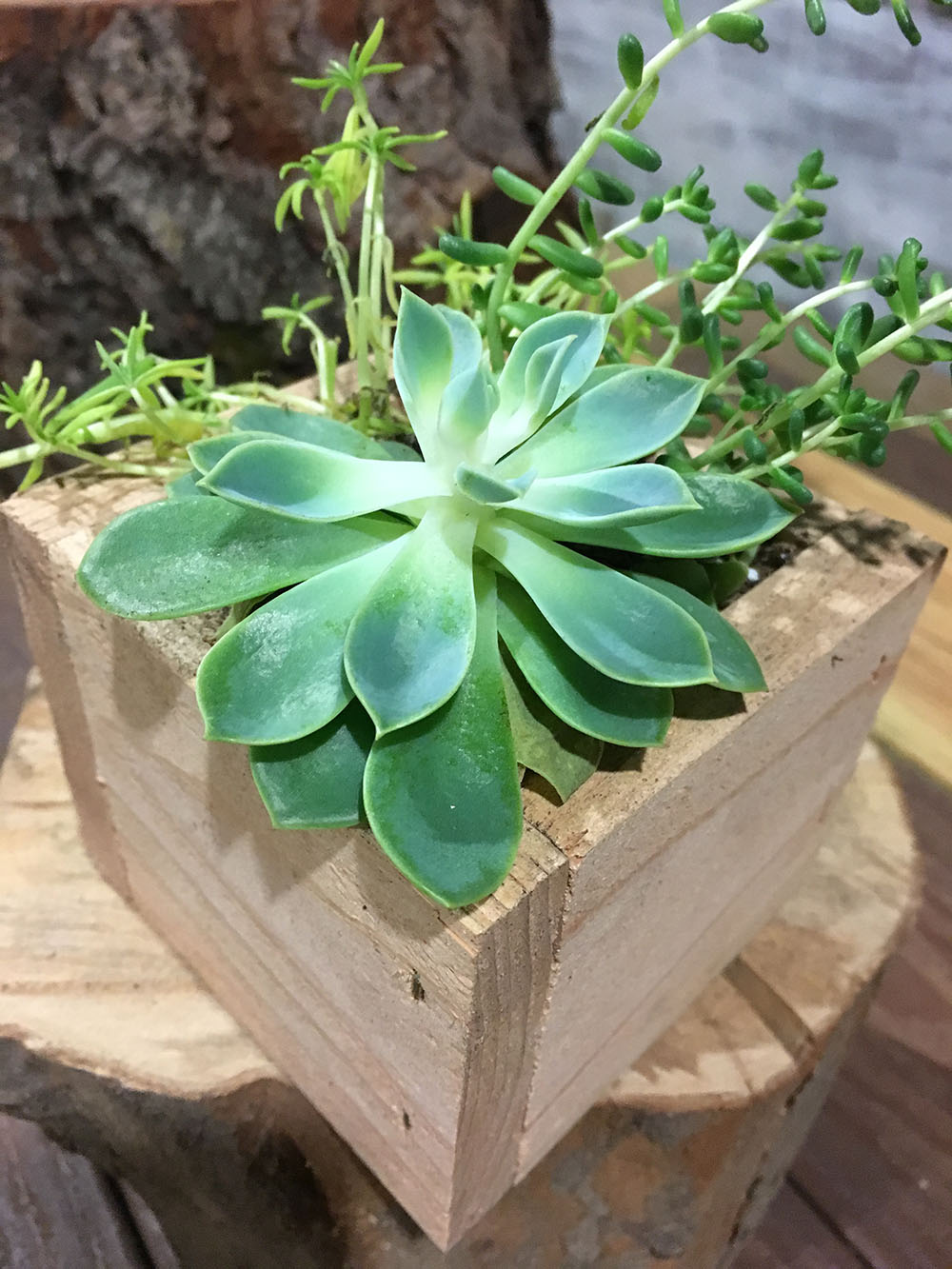Succulent Planter Box