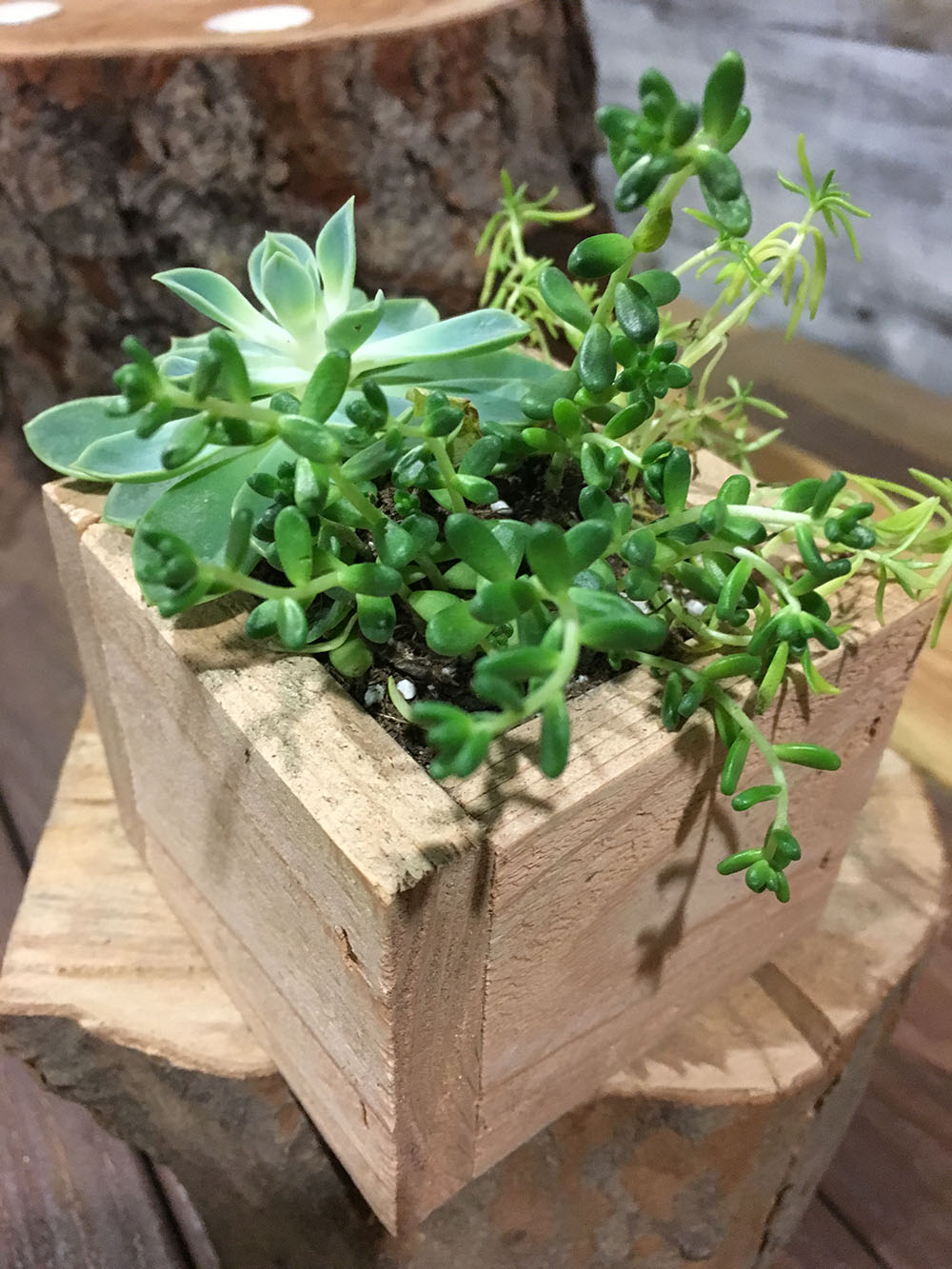 Succulent Planter Box