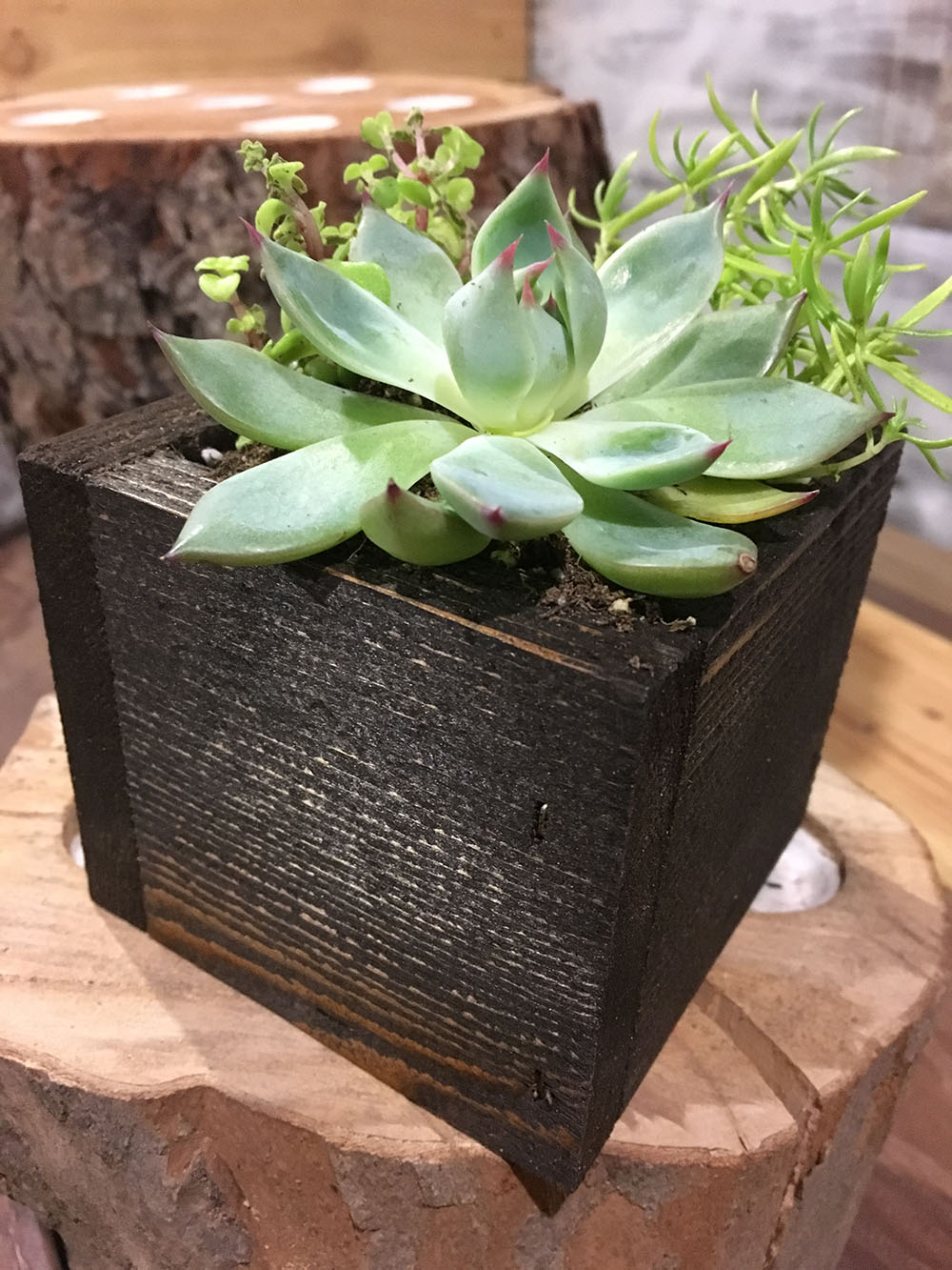 succulent planter box Succulent Planter Box – Pistol Pete's Rustic Decor
